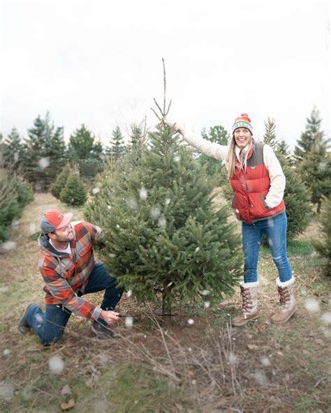 What Farms Want Christmas Trees For Their Animals